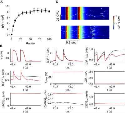 Mitochondrial Contributions in the Genesis of Delayed Afterdepolarizations in Ventricular Myocytes